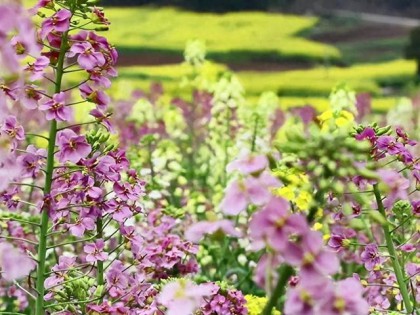 不负春光！东兴染房坝村彩色油菜花等你来打卡