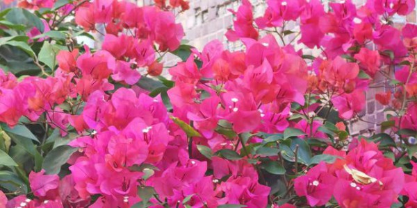 鹏城冬至花正红