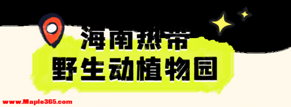 海口入境游氛围愈发浓厚！外国朋友来了都说方便