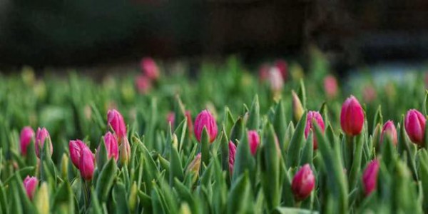 模拟冬去春来，诱导春花提前动心！3万余株郁金香和桃花泼彩武汉植物园