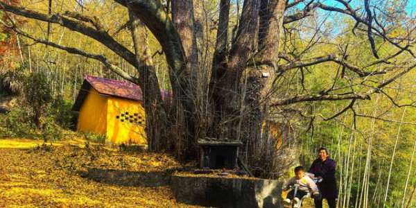 后叶村的古银杏浅唱低吟