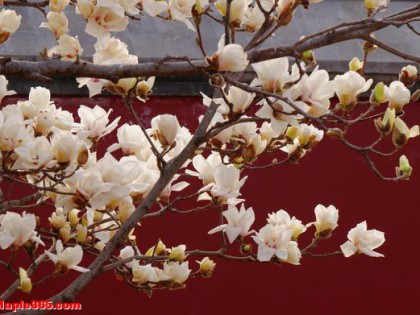 古刹寻芳：万寿寺玉兰盛放，去智化寺、法源寺看花还要再等等