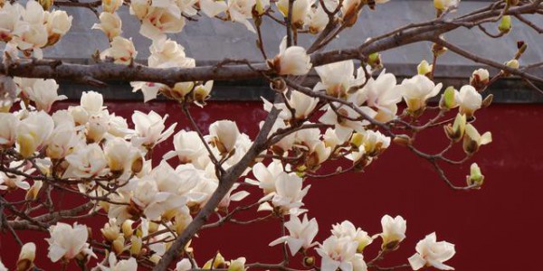 古刹寻芳：万寿寺玉兰盛放，去智化寺、法源寺看花还要再等等