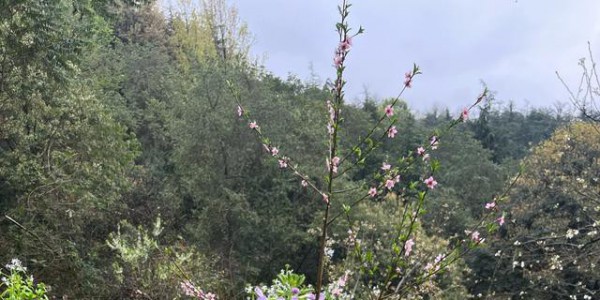 年年岁岁花香似，岁岁年年情意浓！每年的“三.八”不一样的故事