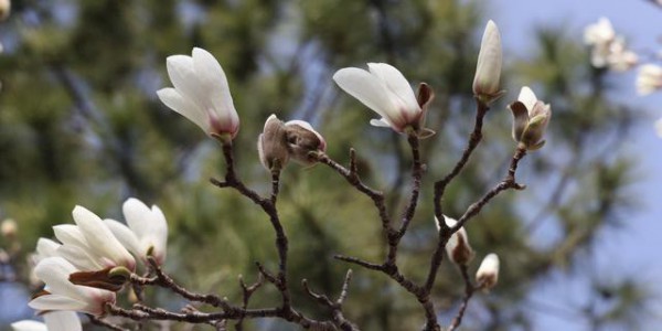 娇艳欲滴清新怡人，上海市花白玉兰竞相绽放美不胜收