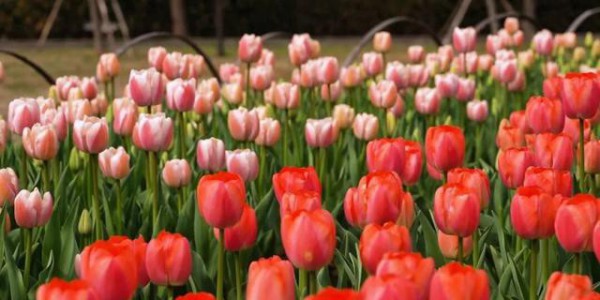来嘉定这里，和6万株郁金香撞个满怀！