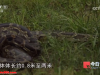 毛骨悚然！浙江独居男子在小区养300多条蟒蛇，花16万购入4条球蟒，每月喂养花掉4000多元，男子：感觉在造物