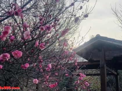 开了！开了！不少湖北人意外：今年这么早！