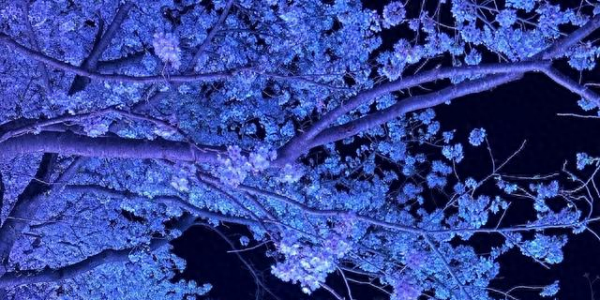 挤疯了！无锡鼋头渚夜樱 “炸街”，这场面给老外看都能吓一跳