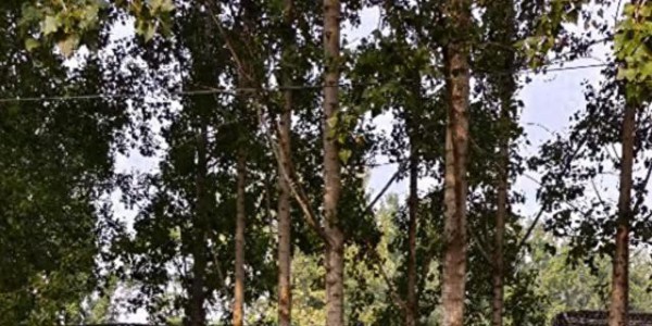 河南一大爷院子因干净成网红打卡地，网友：像极了小时候家的样子