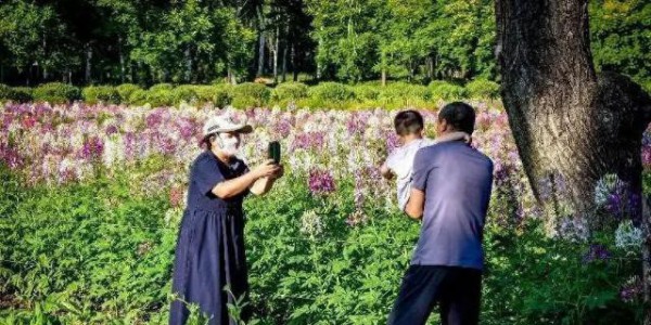 大同3000平方米醉蝶花海迎来盛花期