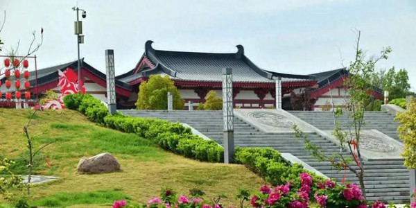 极美洛阳城牡丹迎春吐蕾绽放