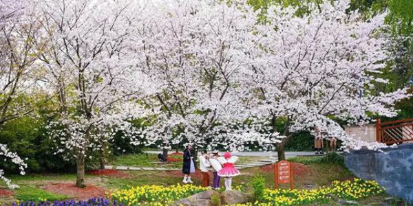 春暖花开，总要去趟杨梅古城吧