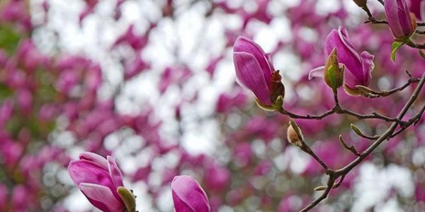 西安高新一路:红韵满街春意浓