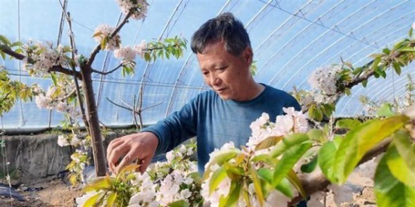 惊喜！湟中生态园樱桃花盛放