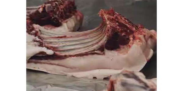 猪肉要变天了？如不出意外，下半年生猪价格或会面临3大转变