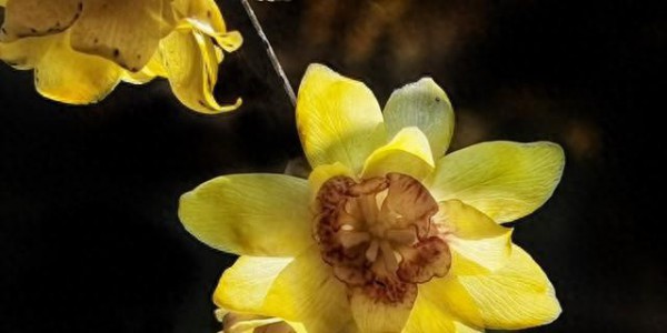 《今冬重庆蜡梅抢先登场，本月开启芬芳赏花佳期！》