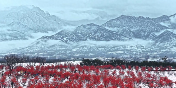 “凝是仙境降人间”，这句诗用在近日的西安，再贴切不过。