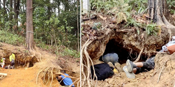 “淘晶热”是流量狂欢下的生态灾难｜街谈巷议