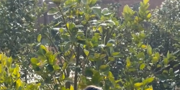 杨乐乐到小镇生活住木屋，自己做柴火饭喂鸭子，日子过得像单身