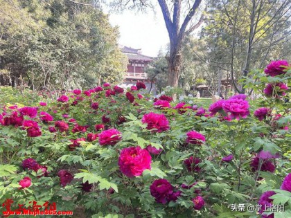 4月6日洛阳牡丹花情预报来了！