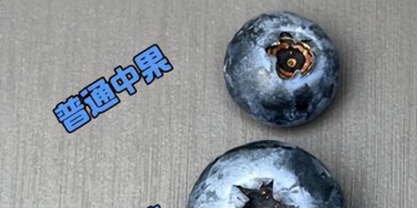 蓝莓越大越亏？关于水果“体型焦虑”的真相来了