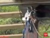 秋千坠亡女子身后排队游客发声：该女子同行朋友开玩笑称“没绑紧”吓唬她，事发后其朋友一直哭泣，深感愧疚