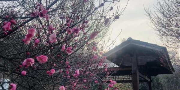 开了！开了！不少湖北人意外：今年这么早！