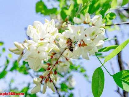 春日食花：这些花朵不仅是风景，更是美味