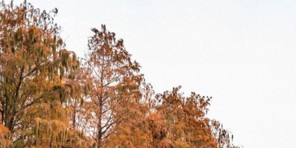 里水落羽杉红了！这些打卡点最出片→