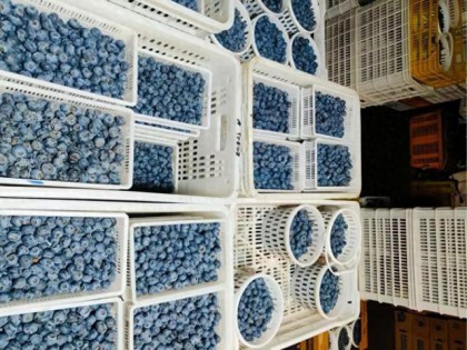 不给孩子吃蓝莓，除了贵，还有一个隐藏原因，你可能没发现