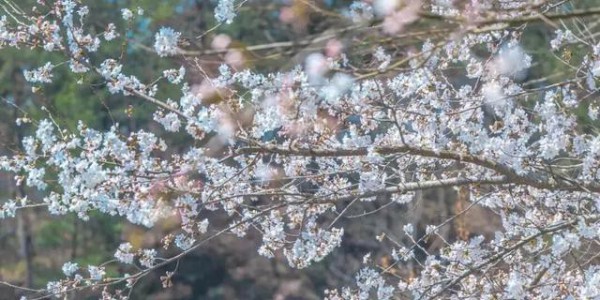 【汇总】武汉小众赏樱点，人少景美不扎堆