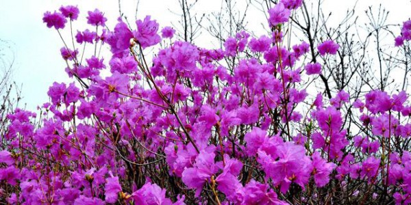 本溪青石岭盛开的映山红