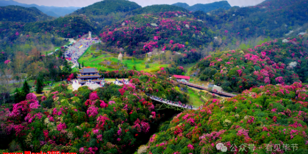 4月16日起，百里杜鹃景区门票半价！