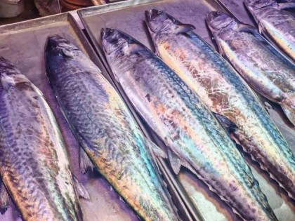 鲅鱼三篇之1：青岛鲅鱼季！别再被“外地鲅鱼”忽悠！附鲅鱼吃法