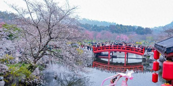 东湖樱花进入盛花期，各地游客扎堆打卡春日浪漫
