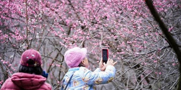 福满鼓山 寻梅迎春