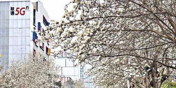 西安:春满科技路 玉兰映古城