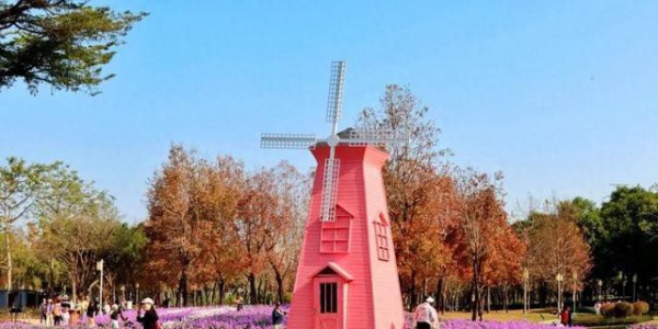 100%出片！顺德的紫罗兰开成海~