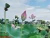 江西永新：百亩荷塘迎盛放 夏日赏荷正当时