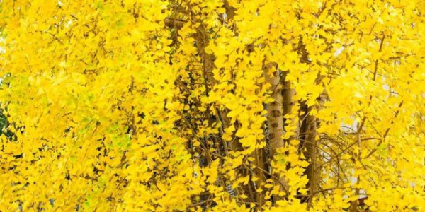 连城超美银杏快来打卡，错过等一年