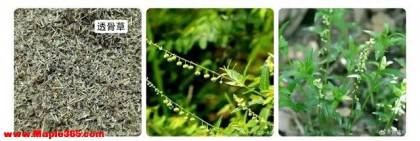 一味药泡脚，赶走体内寒气，让女人“美丽不冻人”手脚不冰凉！