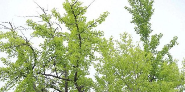 江苏东台：两棵古树的故事