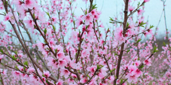 春来洋河镇，赏花正当时