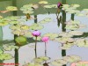 “三伏热不热，就看夏至天”，6月21日夏至，今年三伏天有多热？