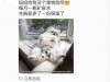 宠物险广告现“女性私密部位”，网友质疑低俗营销，涉事公司：正在内部核实，广告已下线