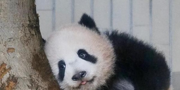 最后关头，高市政府通告中国，希望送回大熊猫，中方误判了日本？