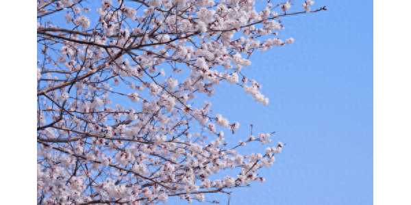 博望樱花大道的第一波樱花，开了！