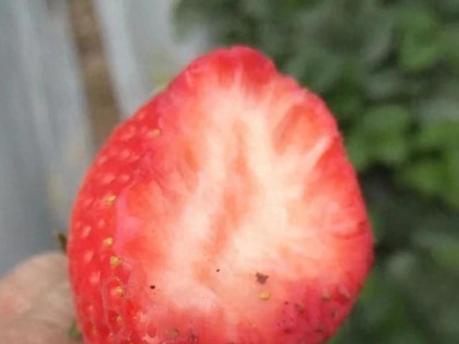 一些不为人知的事，草莓风味好不好，跟这个关系很大