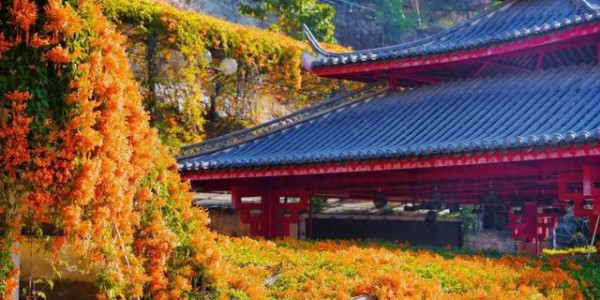 我在仁和等你丨炮仗花瀑如焰，带你提前走进“春节模式”